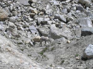Mountain goat outside of holy man's tent