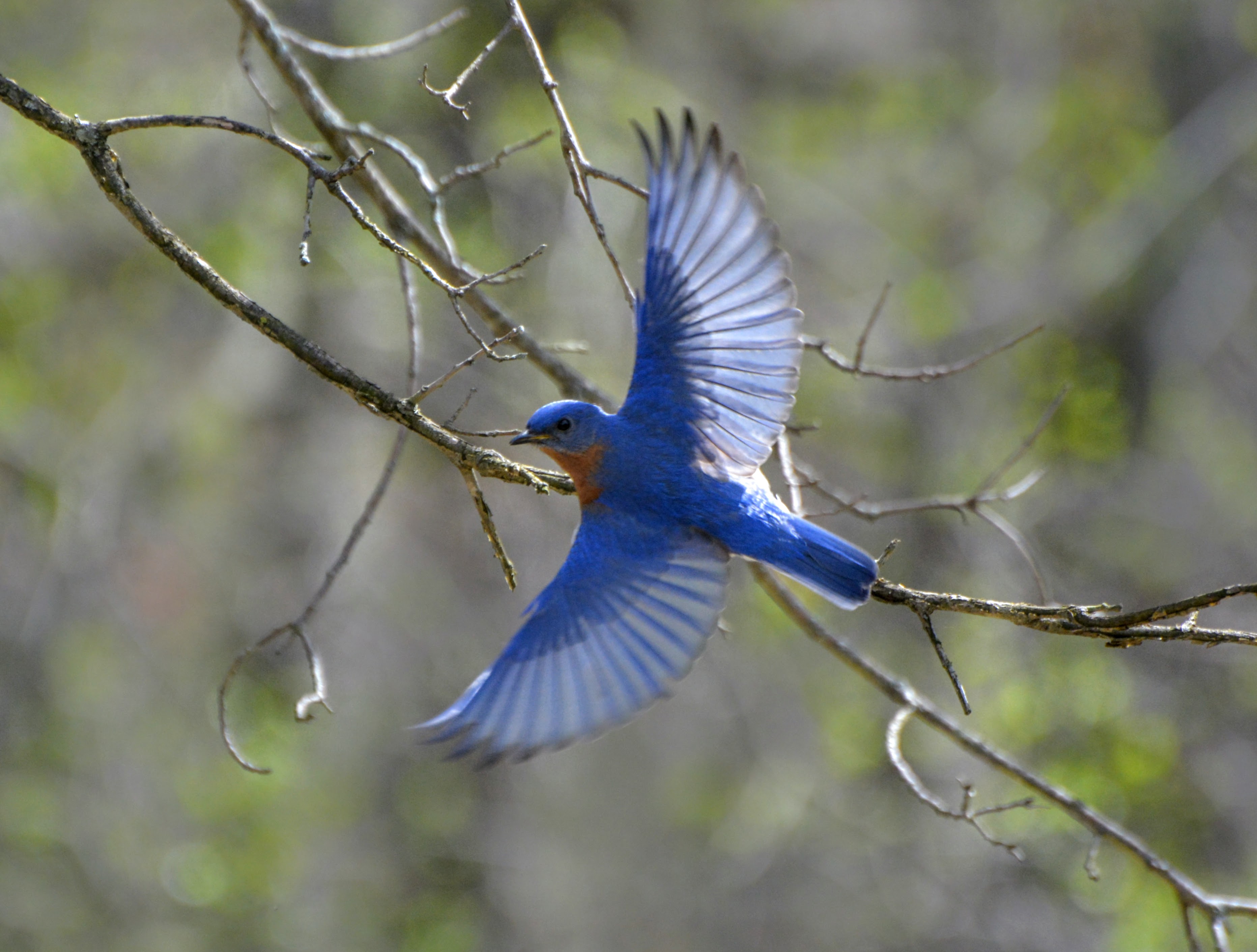 Bluebird in flight (another favorite) | Joyce Bredesen