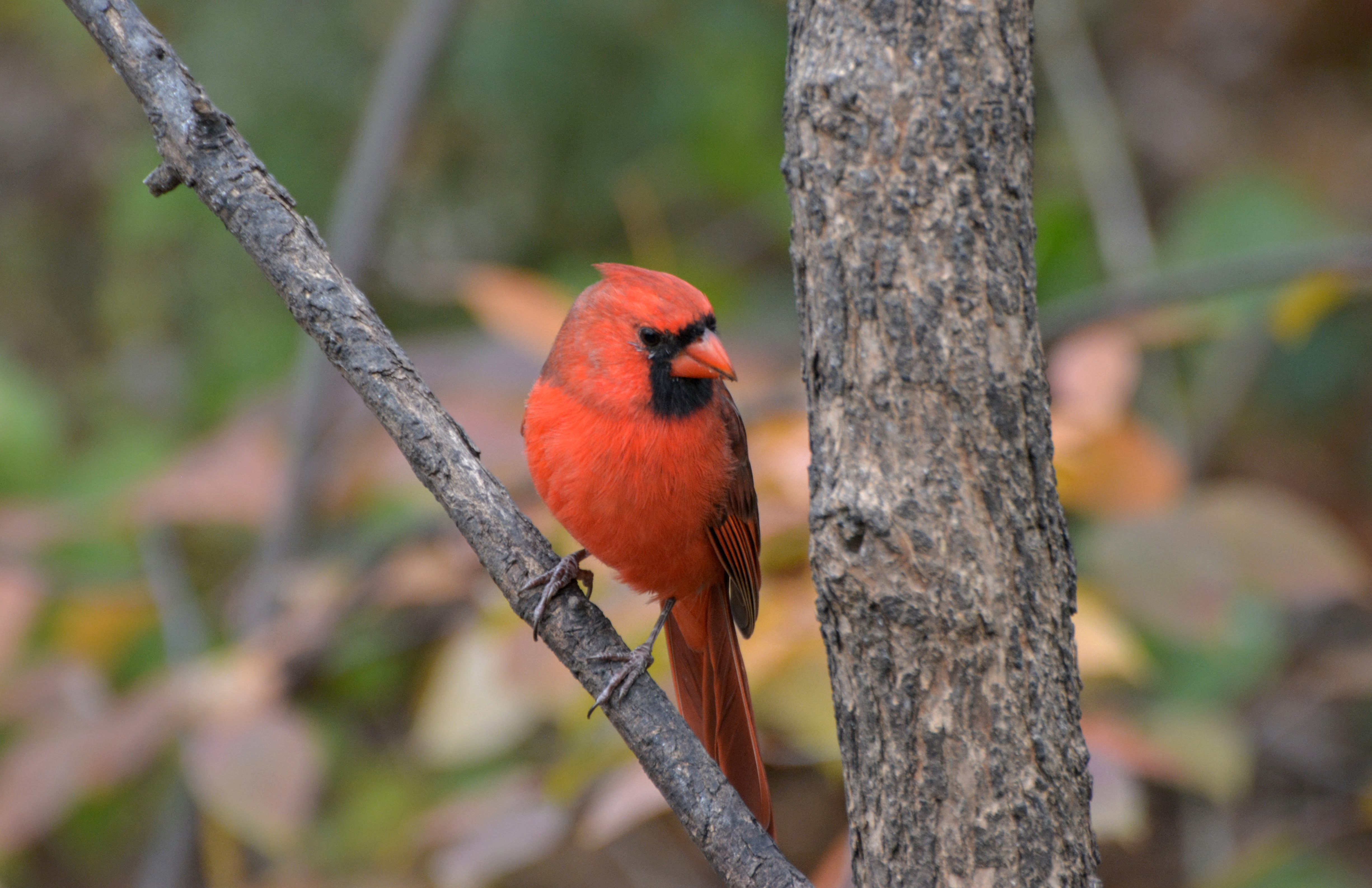 Male Cardinal | Joyce Bredesen